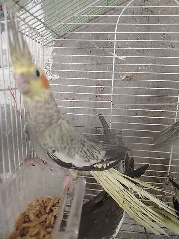 darag: Nimfa (Cockatiel) papağanları – müxtəlif rənglər - Növ: Nimfa — 4