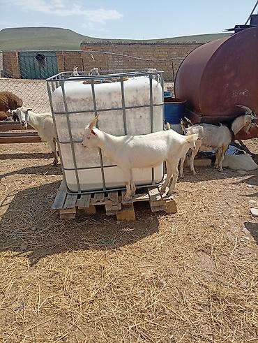 Keçilər, çəpişlər: SAF KAN SANEN FIRANSIZ IRKI KEÇİLER MACAR IRKI KEÇİLER ÇEPİÇLER BOĞAZ — 18