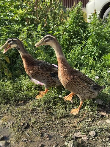 шотландская кошка черная: Продам уток 🦆
На мясо или разведения