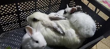 Dovşanlar: Salam. dovsan balalari tek ve top satilir — 23