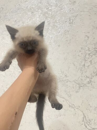 муравиная ферма: Котёнок с окраском поинт (вероятно сиамского/тайского типа)