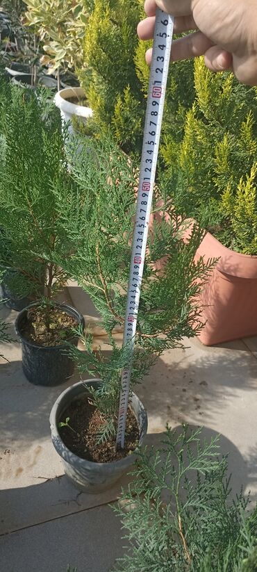 Ağaclar: Dekorativ çöl bitkilərinin satışı və Sifarişlə yetişdirilməsi.Satış -da lalafo.az — 5 Ağaclar: Dekorativ çöl bitkilərinin satışı və Sifarişlə yetişdirilməsi.Satış — 5