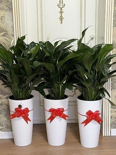 Комнатные растения: Женское счастье 🌿 (спатифиллум) ✨ Высота: 1 м 💰 Цена: 2500 сом — 1