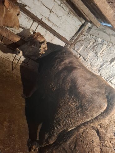 Inəklər, öküzlər: Qisir ineyler 4 de etdiydir alan olsa razilawma olacaq mallar — 3