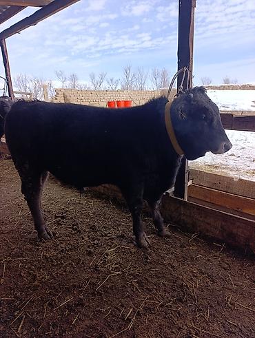 Коровы, быки: Продаю | Бык (самец) | Голштин, Швицкая, Алатауская | На откорм | Привязанные — 7