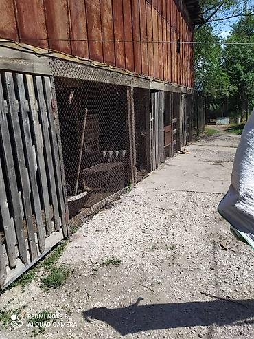 беловодски: Продается большой дом с большим участком земли в селе Беловодск. Дом 4 — 5
