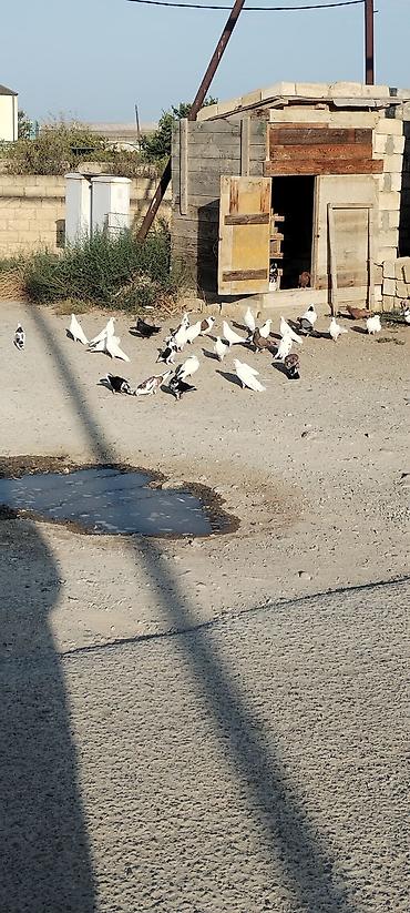 Heyvanlar: Quslar tergizmedi coxu tutulmadi 50 ye yaxindi quslar qaradagda — 3