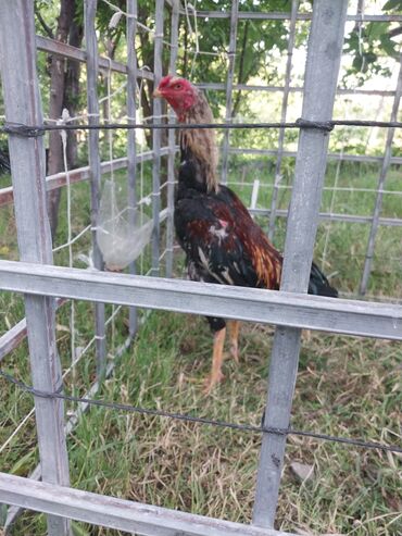 heyvanlar quşlar: Salam Artiq soz demeye ehtiyyac yoxdu Tamm ciddi wexslere doyuwun
