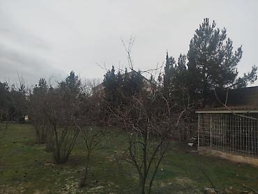 Torpaq: 30 sot, Tikinti, Makler, Kupça (Çıxarış) — 1