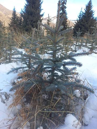 Декоративные деревья: Саженцы деревьев: Ели, Платная доставка, Самовывоз — 20