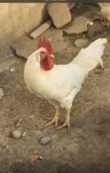 Toyuqlar: Toyuq, Damazlıq, Ödənişli çatdırılma — 3