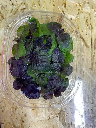 Микрозелень: Микрозелень и молодые травы в кассетах - Ассортимент: микрозелень — 34