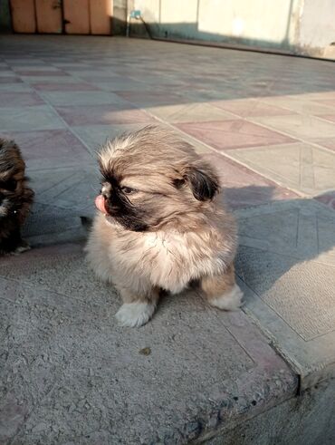İtlər: Pekines — 1