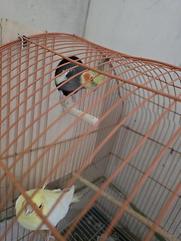 Xirdalanda yerlesir El quslaridir disi qeti dislemir. cutu 60 manata