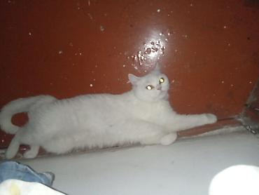 ev itleri ucuz: Yaxşı əllərə — 3
