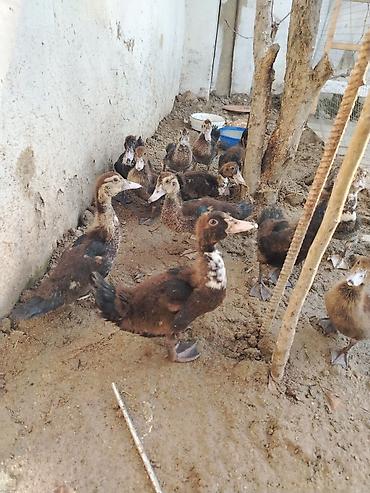 bala ordək: Lal Ördek bala lari tam sağlam dir yerim balaca olduğu ucun satram — 4