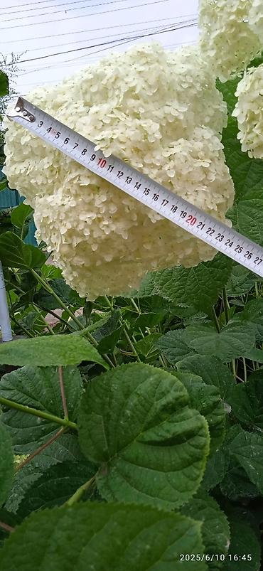 Гортензия: Саженцы Самовывоз — 6