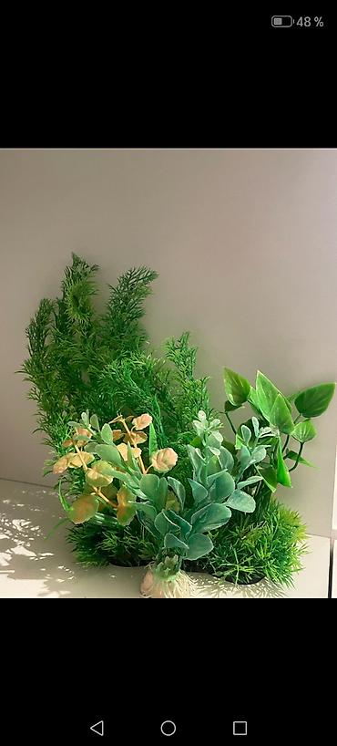 beta balığı qiymət: Dördbucaq akvarium, Boş, 150 l, Ödənişli çatdırılma, Ünvandan götürmə, Rayonlara çatdırılma — 6