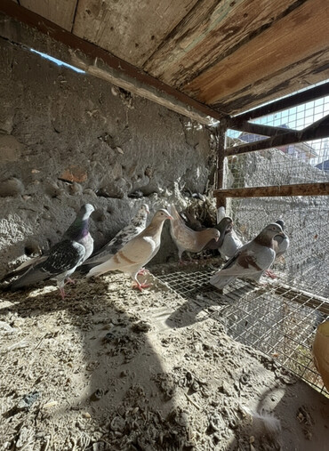 Птицы: Продаю голубей!!!! На фото представлены голуби разных пород. Цены на — 2