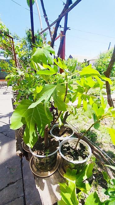 Другие комнатные растения: ✅🌱 В весенний период!!!🌱 Откроем сезон продаж саженцев инжира — пора — 10