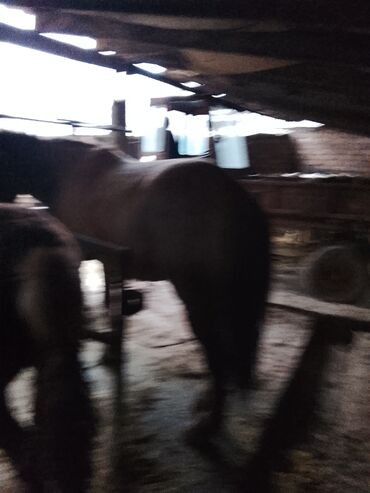 Лошади, кони: Продаю | Конь (самец) | Рабочий — 3