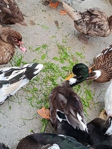 kuban ördeyi: Malard ördəkləri – dekorativ və təsərrüfat üçün - Cins: mallard — 3