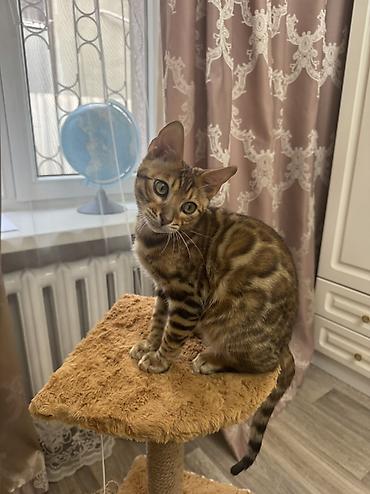 куплю кошку: Бенгальская, 4 месяца, Мальчик, Приучена к лотку, Проглистована, С прививками — 1
