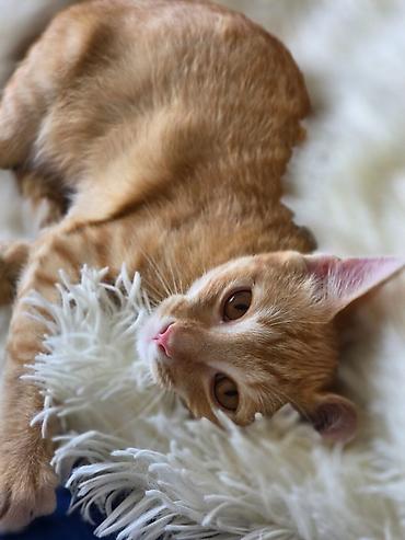 кошки мальчик: 5 месяцев, Мальчик, Приучена к лотку, Проглистована — 4
