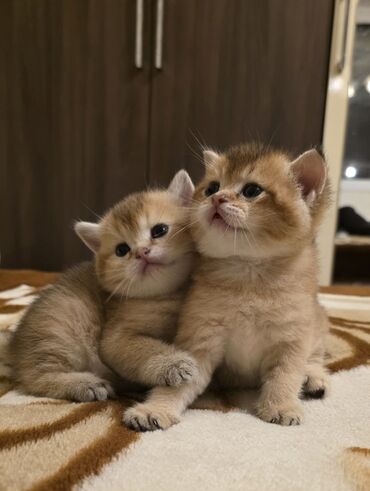 Pişiklər: Britan yastı qulaq, Erkək, Dişi, Yaxşı əllərə, Ünvandan götürmə, Pulsuz çatdırılma, Ödənişli çatdırılma — 5