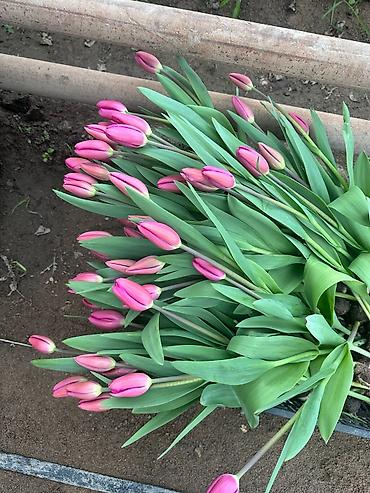 Букеты из живых цветов: Букеты тюльпанов - Срезанные тюльпаны в крафтовой и белой бумаге — 10