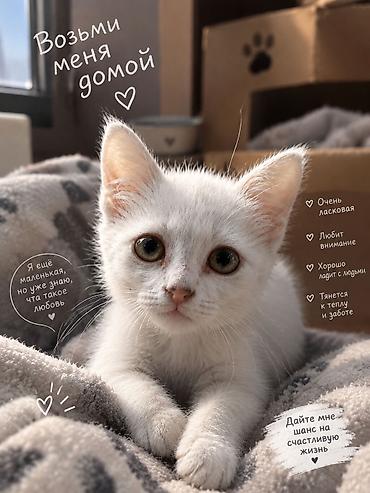 Котёнок в добрые руки! Здоровый. Без глистов, без блох. Ласковый!