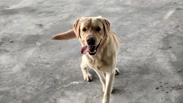 xaski it sekilleri: Labrador-retriver, 1 il, Erkek, Ünvandan götürmə