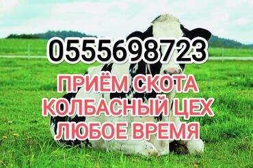 коный спорт: Куплю | Коровы, быки, Лошади, кони | Круглосуточно, Любое состояние, Забитый