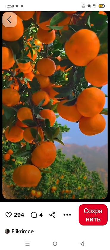 tikanlı bitkilər: Mandarin (sitrus) tingi fidanları iki illik hazır sağlam ağaclar - — 1