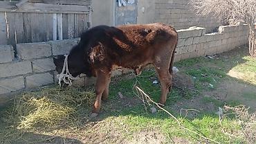 Dana, buzov: Diși göbəkli 7ayLlq disi danadlr. dananln anaslvə anaslnln anaslda — 14