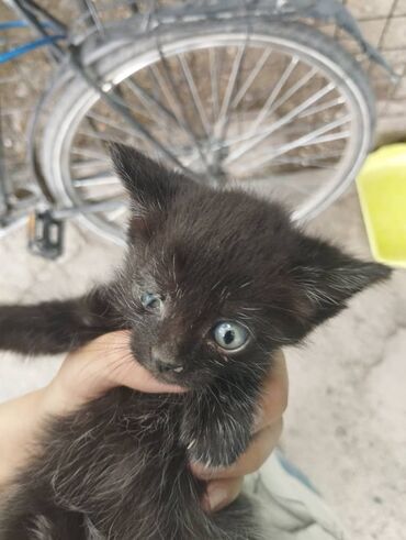 шатланская кошка: Прошу помощи у добрых людей. Примерно месяц назад у нас во дворе