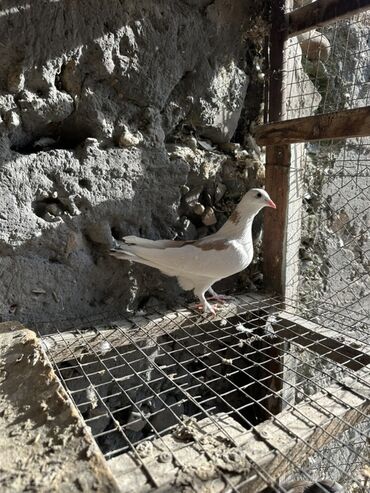 Птицы: Продаю голубей!!!! На фото представлены голуби разных пород. Цены на — 23