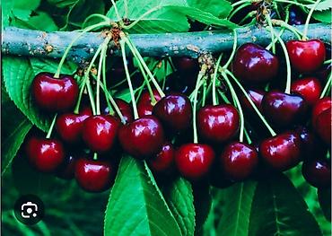 Черешня: Черешня Оптом — 5