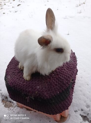 Декоративные кролики: Карликовые декоративные крольчата по 1200 сом — 5