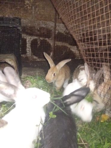 Dovşanlar: SALAM 14 DƏNƏDİ OPTOM ALANA ENDİRİM Erkeklerni kesen 3kq Biri 12den — 9