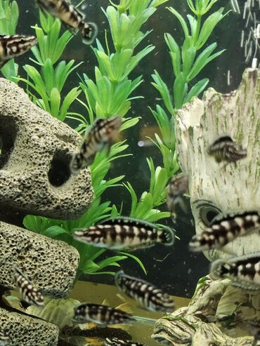 Рыбы: Цихлиды-подростки оптом! - бирюзовая акара - голубой дельфин - — 4