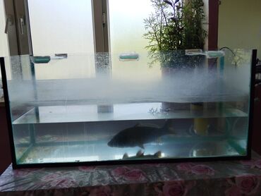 аквариум без рыб: Akvarium uzunluğu 1.10sm eni 40sm hündürlüyü 50sm endi̇ri̇m var!!!