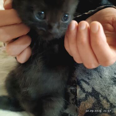 отдам даром вислоухого котенка: Мышык бекер берилет: Британ кыска жүндүү, 2 айлык, Ургаачы, Аргын, Лотокко барууга үйрөтүлгөн, Курттардан тазаланган