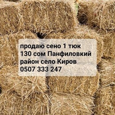 российские семена овощей: Продаю сено 1 тюк 130 сом Панфиловка село Киров Кара-Балта