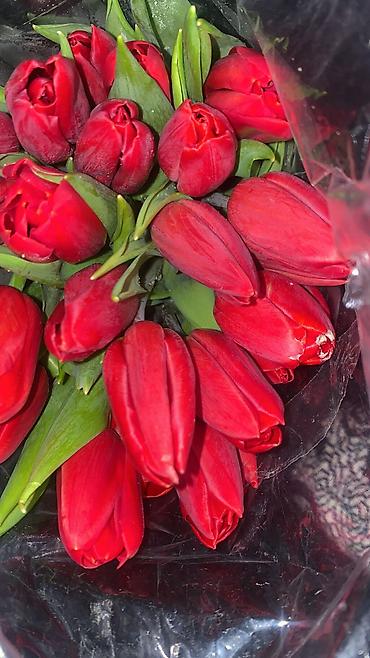Букеты из живых цветов: Тюльпаны к 8 Марта — опт и розница. - Свежесрезанные тюльпаны разных — 17