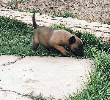 Продажа собак: Бельгийская овчарка, 2 месяца, Самка, С прививкой — 8