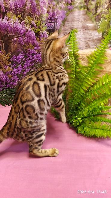 Продажа кошек: Красивейшие Бенгальские котята 3мес девочки и мальчики. Проф питомник at lalafo.kg — 9 Продажа кошек: Красивейшие Бенгальские котята 3мес девочки и мальчики. Проф питомник — 9