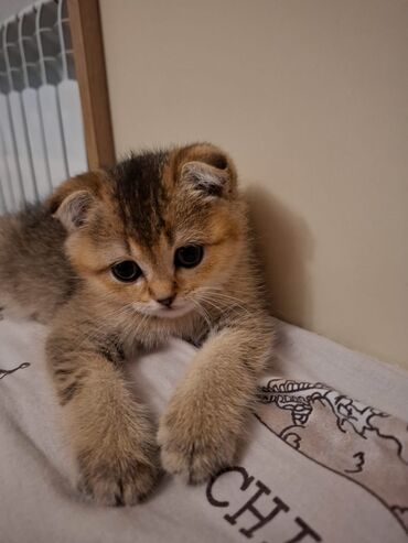 Pişiklər: Şotland yastı qulaq — 23