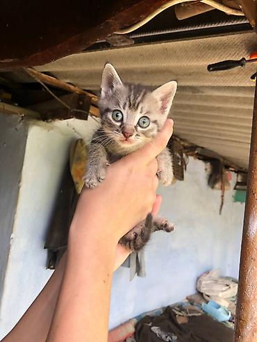 Кошки: Отдадим котят в добрые руки бесплатно! Котятам около месяца, возможно — 2