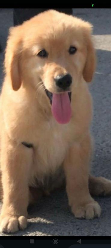damazlıq heyvanların satışı: Retriever — 1